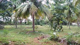 preview picture of video 'Zero till Coconut farm'