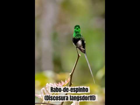 Rabo-de-espinho em MG 🐦 Registro inédito no Sudeste