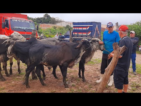 FEIRA DO GADO IBIAPINA CEARÁ COM MUITA CHUVA 03/05/26
