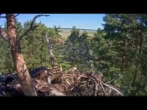 12h32m Merikotkas Female brought a fish  is feeding a screaming eaglet