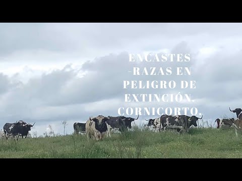 TOROS DE LIDIA: LOS PATAS BLANCAS DE MONTEVIEJO. LOTE DE CUBRICION DE CORNICORTO.