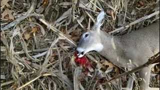 preview picture of video 'Ugliest Buck Ever Shot'