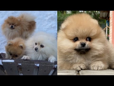 cute noty &silent puppies #short #shortfeed #vanipshortsvedios
