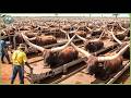 How African Farmers Transform 2 Billion Acres of Harsh Land Into Millions of Tons of Food DEFAULT Thumbnail