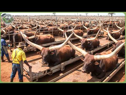 How African Farmers Transform 2 Billion Acres of Harsh Land Into Millions of Tons of Food