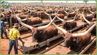 How African Farmers Transform 2 Billion Acres of Harsh Land Into Millions of Tons of Food MQDEFAULT Thumbnail