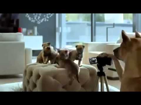 Dogs plans for his puppies