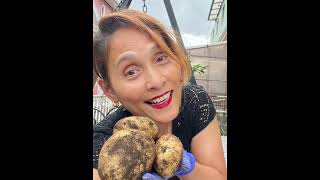 “Isang puno lang ganito na harvest ko”