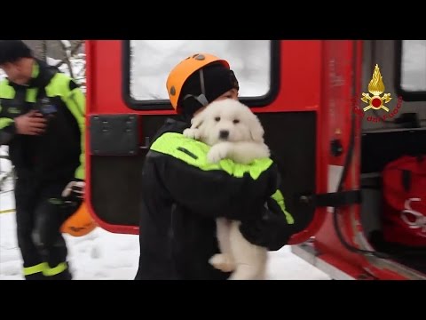 VIDEO emoționant! Trei cățeluși au fost găsiți &icirc;n viață, după cinci zile, &icirc;n hotelul &icirc;nghițit de avalanșă. Șase oameni au murit &icirc;n Italia, alți 23 sunt &icirc;ncă dispăruți