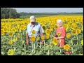 Farmer Lee Wilson says he secretly planted 80 acres of sunflowers as a 50th anniversary gift (USA)