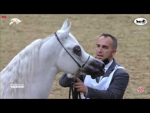 N 251 ASEEL AL JASASIYA   9th Qatar National AHS for Individual Owners   Stallions 4 6 Years Old Cla