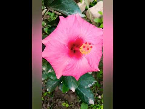 😯😮Amazing #flowers 🌺💖💐#beautifulflower#flower#shorts #music 🍁🍂