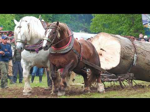 Doubles final pull test for FALKO Cormaia - Bistrița Năsăud May 25, 2025
