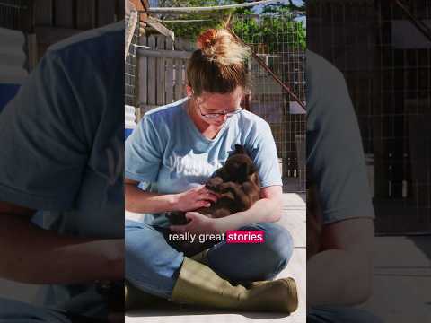 Fundraising Ideas: Visual Storytelling for Animal Charities