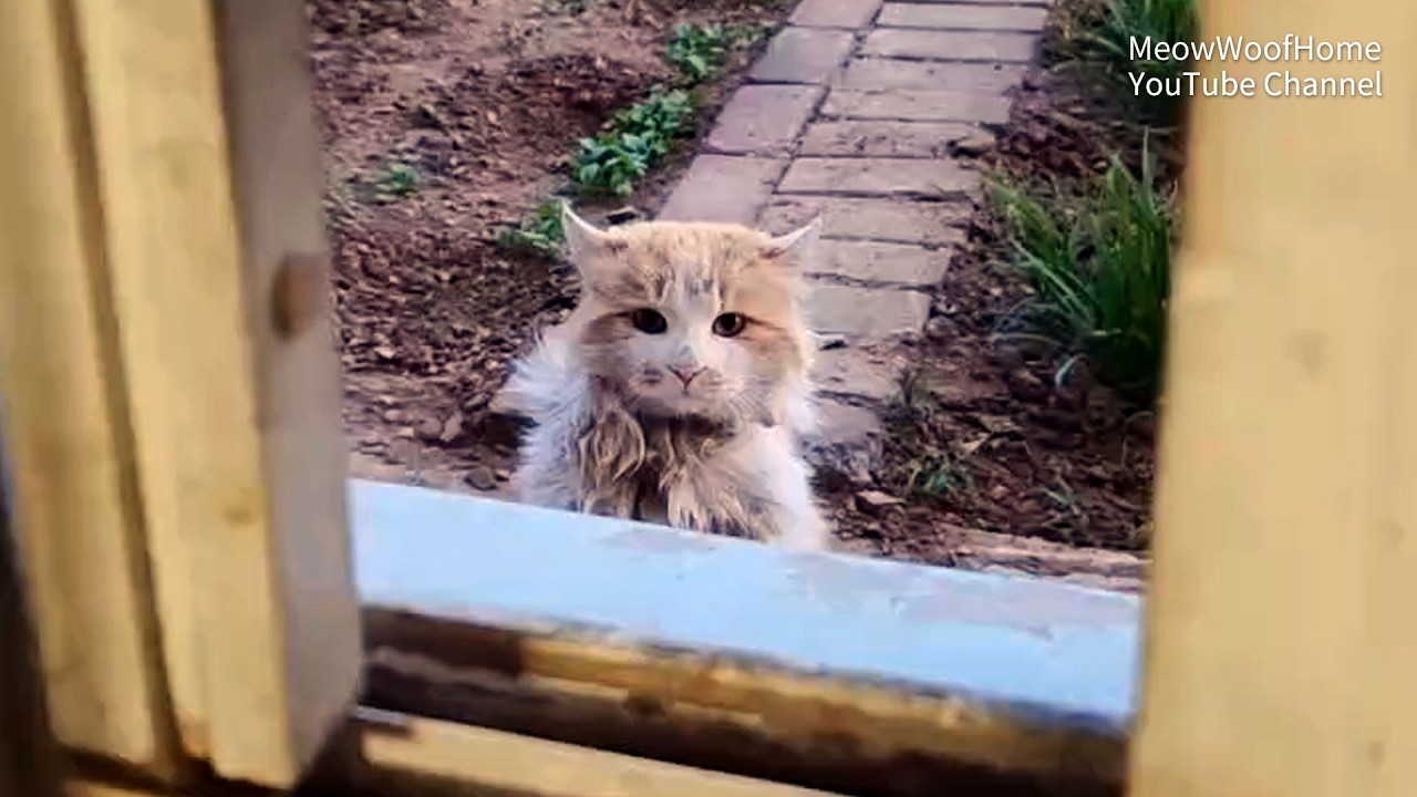 A Scruffy Stray Cat Begs for Food Through the Window Out of Hunger