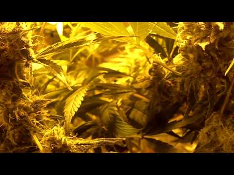 Harvest Day - Tony Castles - Heart In The Pipes (KAUF remix - 420'ed)