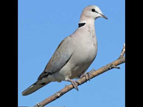 OTAWANYIZIBWA KABAAKA BULAMU?OKOZE ENTABALO BIGANYE,OROTA TOBITEGELA.