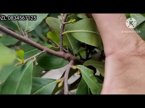 Thăm lại vườn mai chơi hoa Tết và vườn Mai bị phạm thuốc