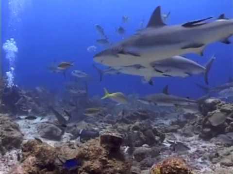 Professor Tony Barros Goes Shark Diving Roatan Honduras