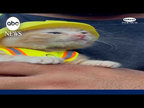 Kitten gets tiny hard hat after rescue from excavator