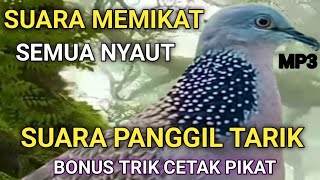 Download lagu SUARA PANGGIL PANCINGAN TEKUKUR GACOR LOKAL ALAM SEMUA TARIK NYAUT mp3