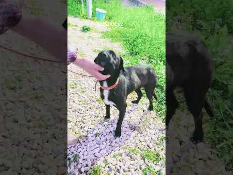 Regalo Dolcissimo cagnolino in adozione 