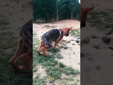 German Shepherd Dog puppy for sale