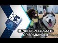 Hondenspeelplaats op de Brabander - 11 augustus 2020 - Peel en Maas TV Venray