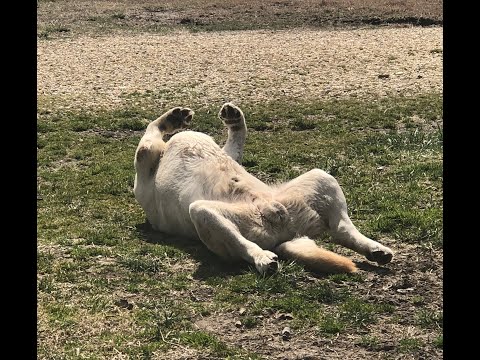 Don and Diane Shipley LIVE - March 21th 2000 EST Thumbnail