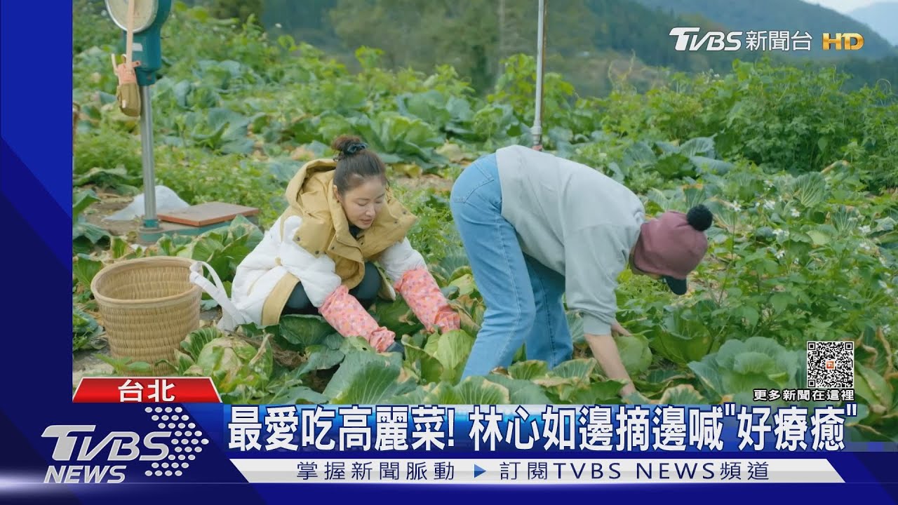 《光露營就很忙了》楊謹華變園丁種樹「種到腰痠」 林心如拔高麗菜