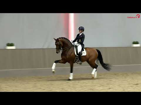 Franz Joseph junior *2016 - Privathengstschau 2024