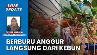 Sensasi Berburu Buah Anggur di Green House Anggocip, Pengunjung Bisa Petik Langsung Buah dari Pohon