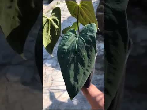 Fort Sherman , from seedling (selfing) wide sinus idr2,5jt #plantsmakemehappy