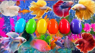 Beautiful colorful betta fish, snake, angelfish, goldfish, koi, catfish, cichlid, fish tank aquarium