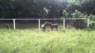 Day 3 sheepish sheep