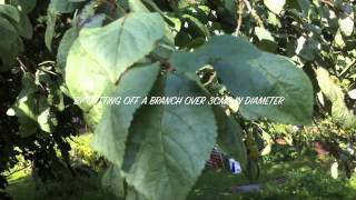 Silver Leaf on Plums