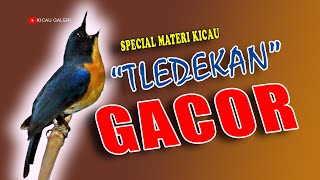Download lagu TLEDEKAN GUNUNG GACOR  Cocok Untuk Pancingan Dan Masteran kicau mp3