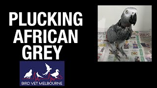 Plucking African Grey gets a checkup at Bird Vet Melbourne