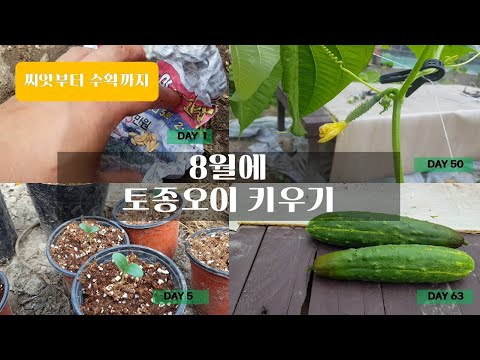 , title : '씨앗부터 수확까지!  8월에 토종오이 키우기 ( How to grow cucumber from seed)'