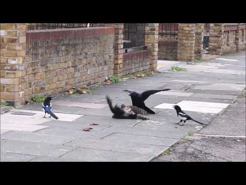 Sparrowhawk attacks jackdaw, then gets mobbed