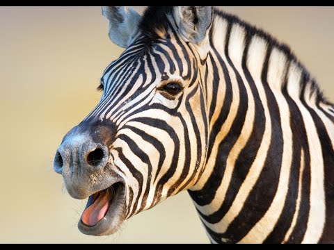 Zebra Sounds and Barking