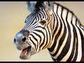 Zebra Sounds And Barking