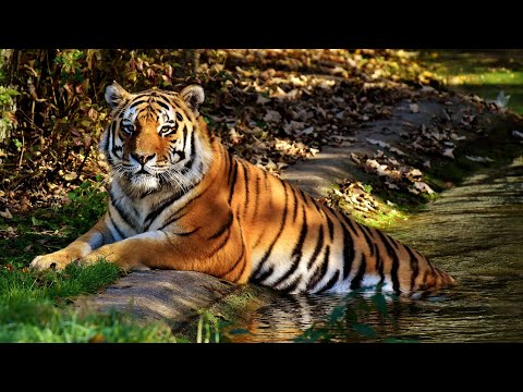 “Amazing Wild Animals in Jungle | Wildlife Scenes with Naeem”