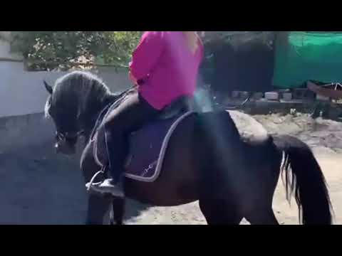 POTRO (RL) - Black beauty for sale www.andalusianhorsedirect.com