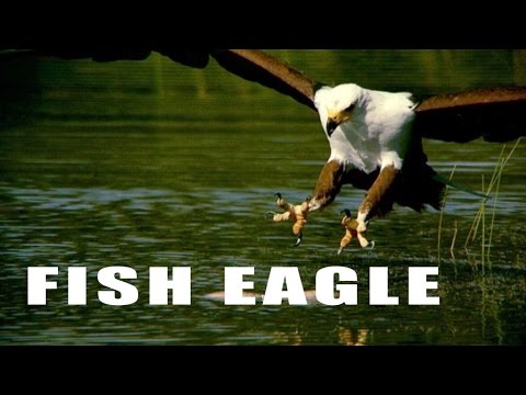 Why African Fish Eagle's SLOW MOTION Fish Catch Will Blow Your Mind