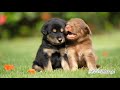 Mai Koi Aisa Geet Gaoon Whatsapp Status