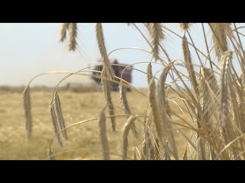 На Гомельшчыне працягваецца ўборачная кампанія видео