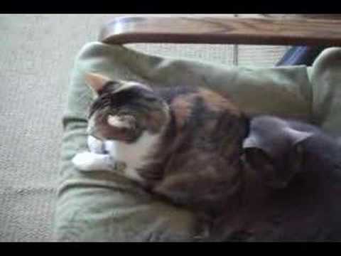 Sleeping Arrangement