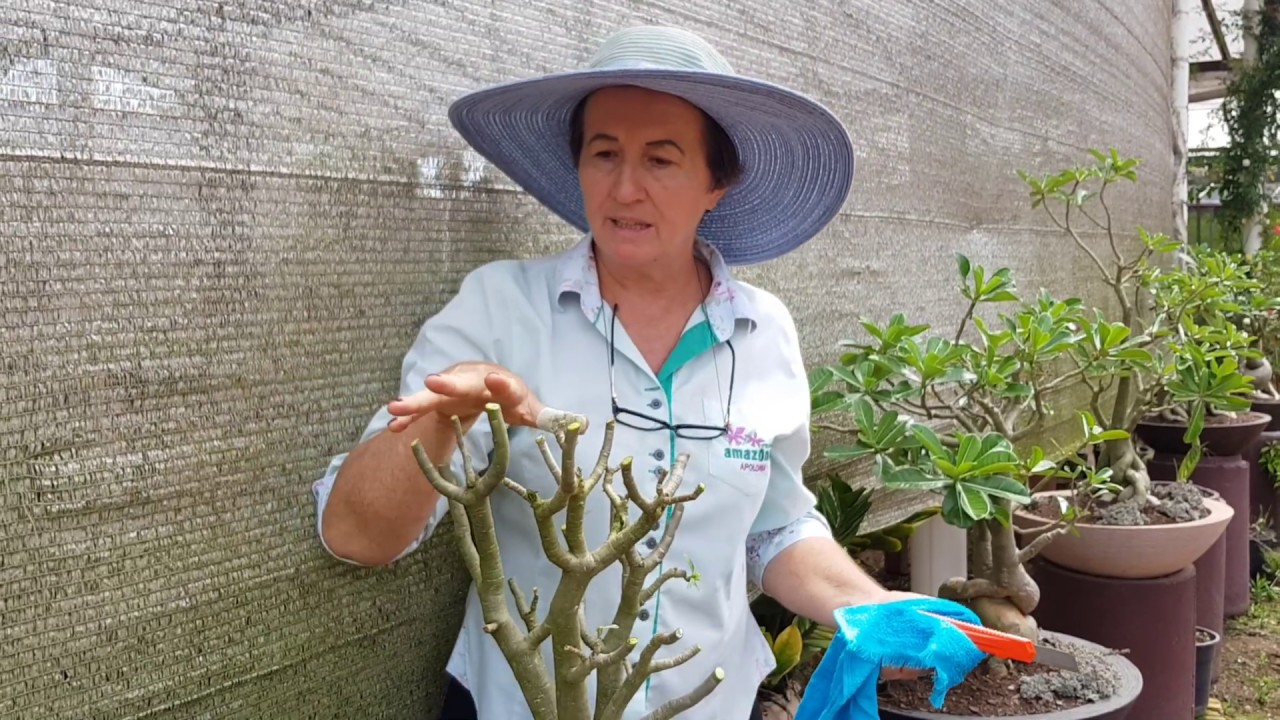 Guia Definitivo de poda de Rosa do Deserto