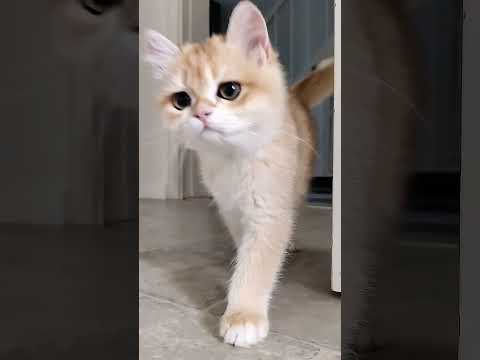 The Ultimate Guide to Captivating Cats with Irresistible Food 🐈🍽️